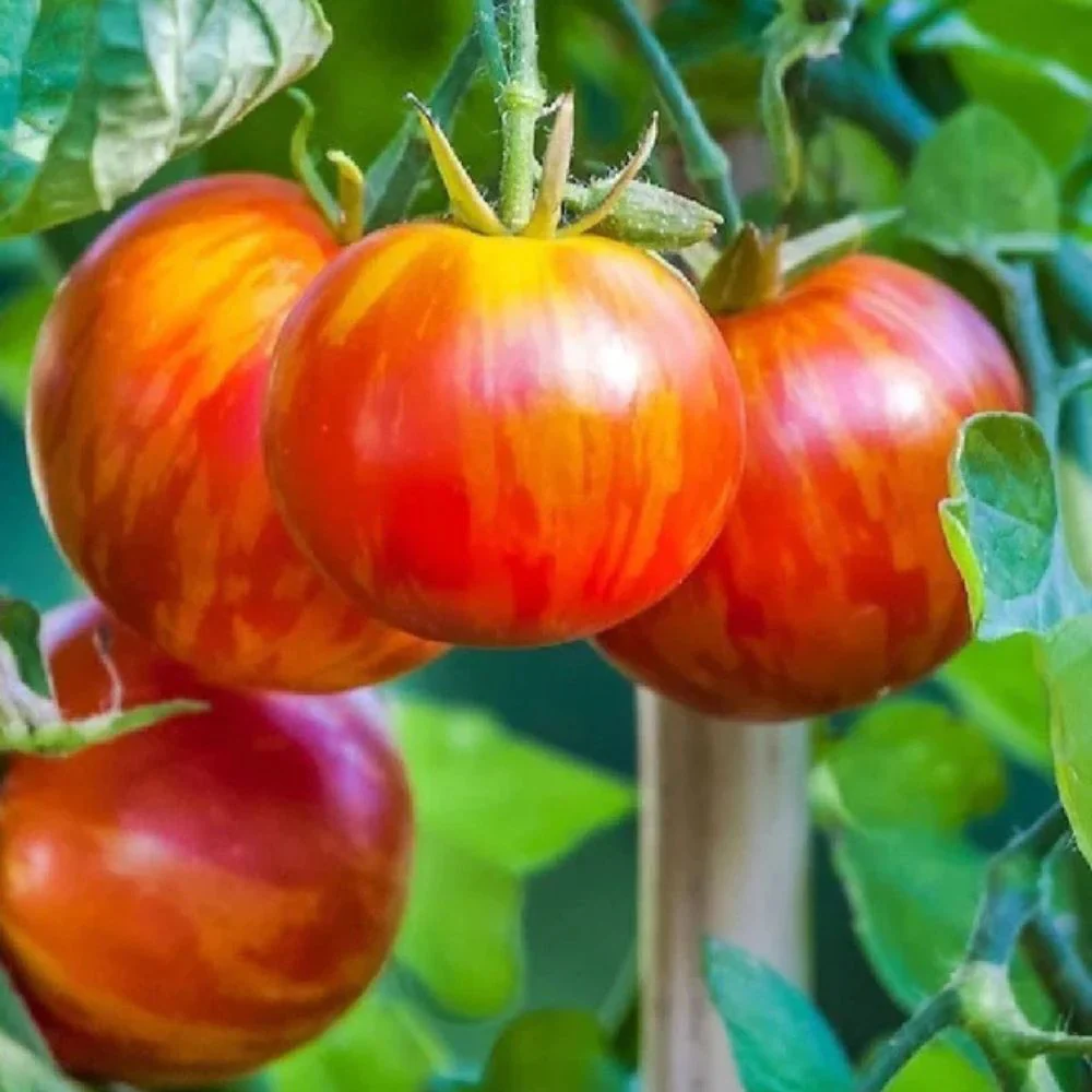 Little Veggie Patch Heirloom Seeds - Tomato (Tigerella) - Image 2